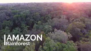 Amazon Rainforest