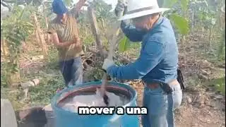 Como nutrir de forma eficiente, el cultivo de plátano macho 