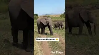Just a few elephants walking down the road. #elephant #wildlife #safari