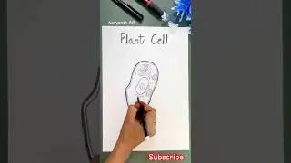 How to draw Plant cell labeled diagram easy #plantcell#diagram #drawing #science #navyanshart