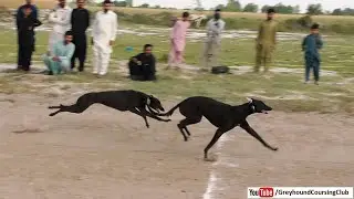 Greyhound race 2025 | dog racing in pakistan | drag race dogs