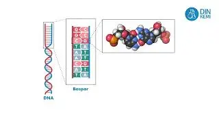 3.4.3 Information finns lagrat i DNA - Din Kemi