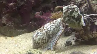 Cone snail hunting
