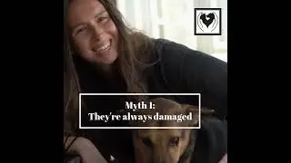 Debunking Shelter Pet Myths