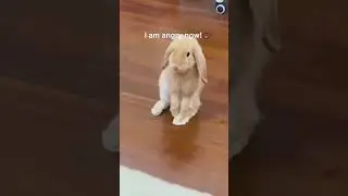 Mrbuttons watches other bunnies