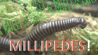 MILLIPEDES | 10 Exciting Facts about Millipedes