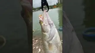apahap/barramundi fish#bass fishing#angler fish# metanium dc 70#dialuna rod#ocean grip
