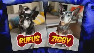 Family Shocked to Discover They Adopted Father of Their Late Pet Dog