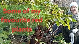 The garden inspiration series - some of my favourite red plants