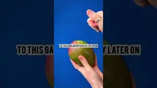This is why your supermarket mangoes won't ripen...