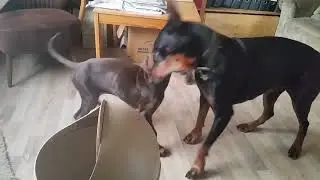 Ämbis Welt: Wie Dobermänner den Ringkampf erlernen