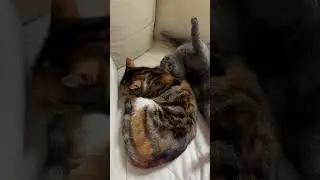 Minnow & phoebe #cat #kitty #kittycat #funnyanimals #funntcats #cute #animal #pets