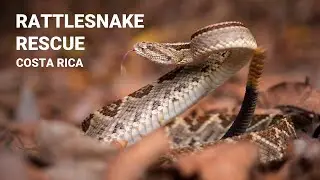 Dangerous Central American rattlesnake in the garden, deadly venomous snake rescue