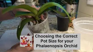 Choosing the Correct Pot Size for your Phalaenopsis Orchid - Too Big, Too Small, or Just Right??