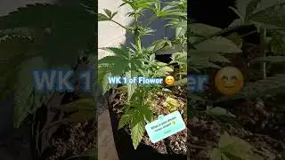 Outside grow update #plants #harvest #flowers #420 #growing