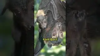 5 Удивительных Фактов о Летучих Мышах 🦇 #factshow #факты #ЛетучиеМыши #ФактыОЛетучихМышах #Природа