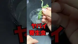 ヤバい寄生虫