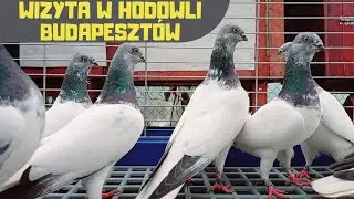 Gołębie z Węgier Prezentacja hodowli i selekcja na wystawę w Kielcach Grudzień 2023