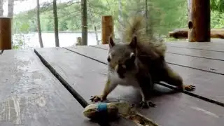 Squirrel comically mystified by elastic band around his peanut prank