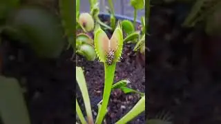 🐛 🐛 bug eating plant