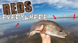 Wading the flats to find TAILING Reds in Steinhatchee!
