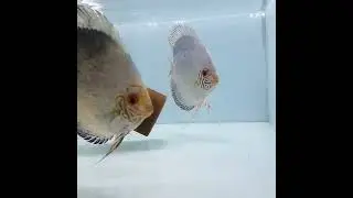 White Butterfly discus fish with 2 days old babies