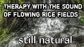 therapy with the sound of flowing water from natural rice fields | get ready to fall asleep.