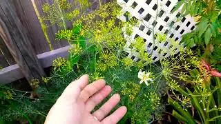 Growing Dill