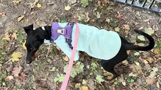remy the manchester terrier fetches me dog shampoo #dogwalk #manchesterterrier #dog