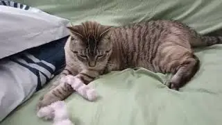 Unbelievably Cute! Fluffy Cat's Epic Swipe at the String 🐾✨