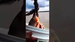 Catching Ferocious Amazon Piranha with Meat... #fish #shorts