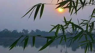 কেমন আছেন সবাই লাইভে জয়েন করেন 🥰🏵🥰