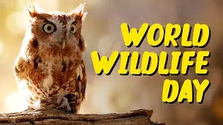 World Wildlife Day 🦊 - March 3rd