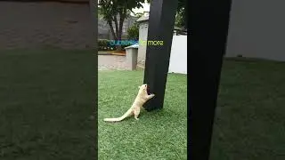 Sugar Glider #shorts