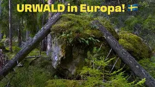 Vanlife Schweden 🚐 | Wanderung im Nora Kvill Nationalpark & Schwedens ÄLTESTE Eiche