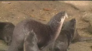 Visiting the otters at the Connecticut Beardsley Zoo | CT Summer Bucket List