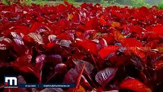 'ഇവിടെ വാഴ നനയുന്ന ഒപ്പമല്ല ചീര നനയുന്നത്.. ഇവിടെ ചീര തന്നെയാണ്' | Mathrubhumi News | Krishibhoomi