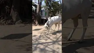 Andhra bachi se sel ke liye lable#short#trending#viral#cow#nice#video