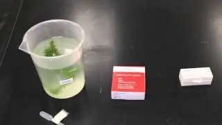 Making a Wet Mount Slide