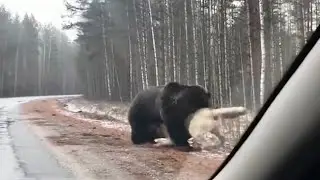 Медведь напал на кенгуру, посмотрите, что произошло.