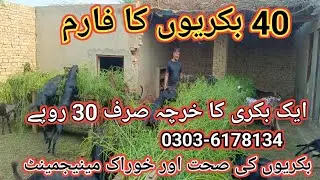 (414) Feed management in small Goat farm/Bakriyon ki khoraak ka tariqa