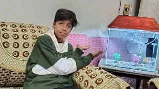 Fish Aquarium Cleaning at Home 🐟🐟