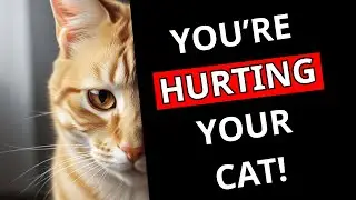 Things That Break Your Cat&rsquo;s Heart: 12 Mistakes to Stop Now