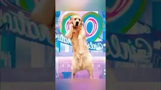 Crazy Dog #funny #dog #dogs #crazy #pets #pets #fyp