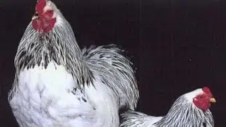 CONHE&Ccedil;A A MINI GALINHA BRAHMA BANTAM.