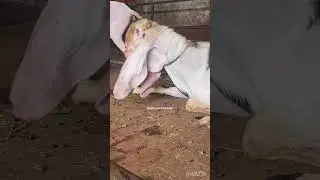 Shahid goat farm Delhi