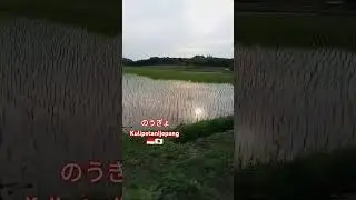 rice field view in the afternoon, japan🇯🇵
