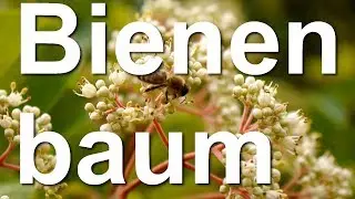 Der Bienenbaum - Samen Ernte - Tetradium danielli - Bee Bee tree Euodia hupehensis Saat Saatgut