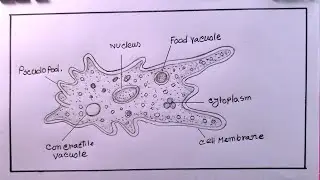 how to draw amoeba easy/amoeba drawing easy step by step