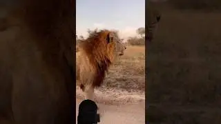 Who Hunts Better Lion Or Lioness By info fact News 1m